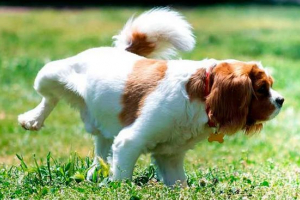 Što učiniti ako je štene često mokriti?